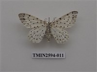 藏品(尺蛾107)的圖片